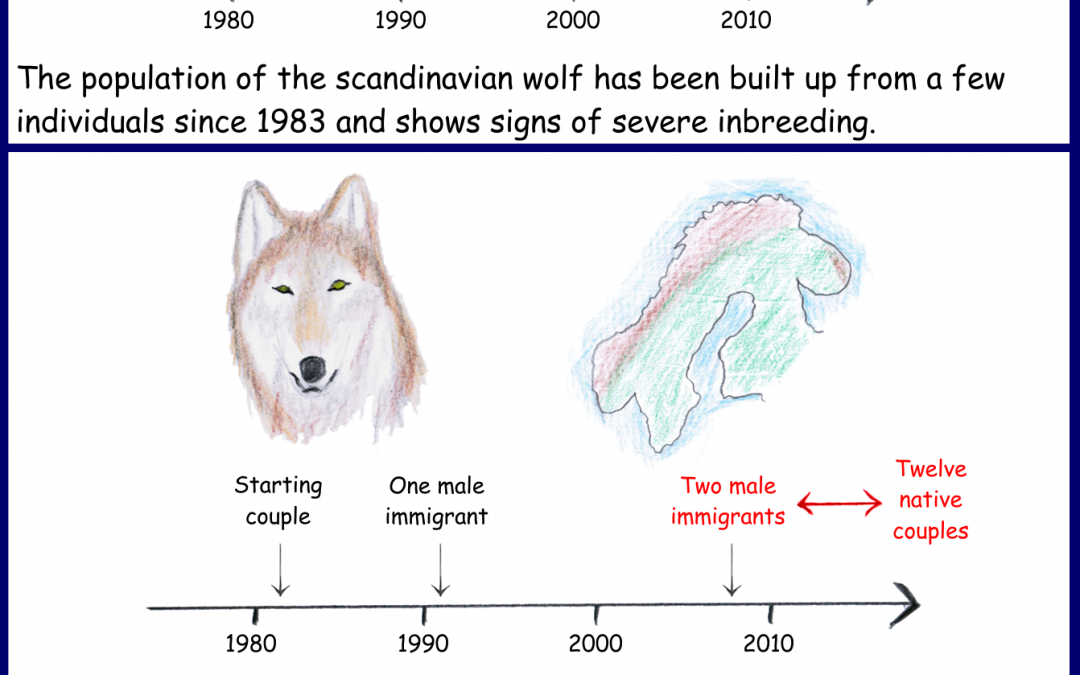 How to combat inbreeding in small communities