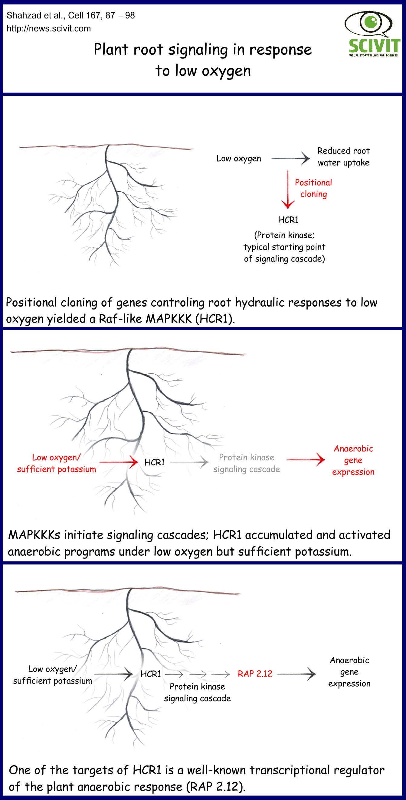 Plant root signaling in response to low oxygen