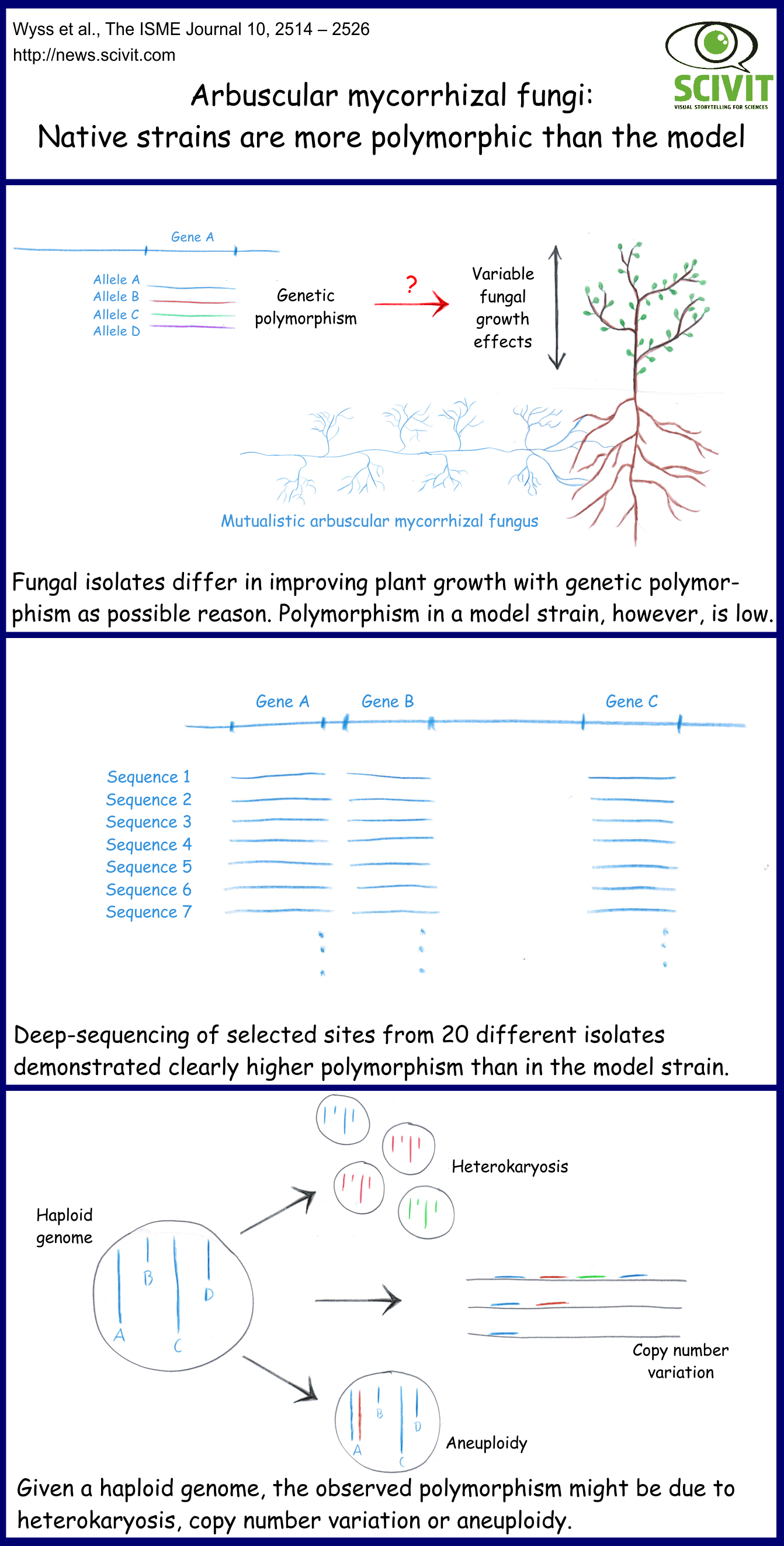 Arbuscular mycorrhizal fungi: Native strains are more polymorphic than the model