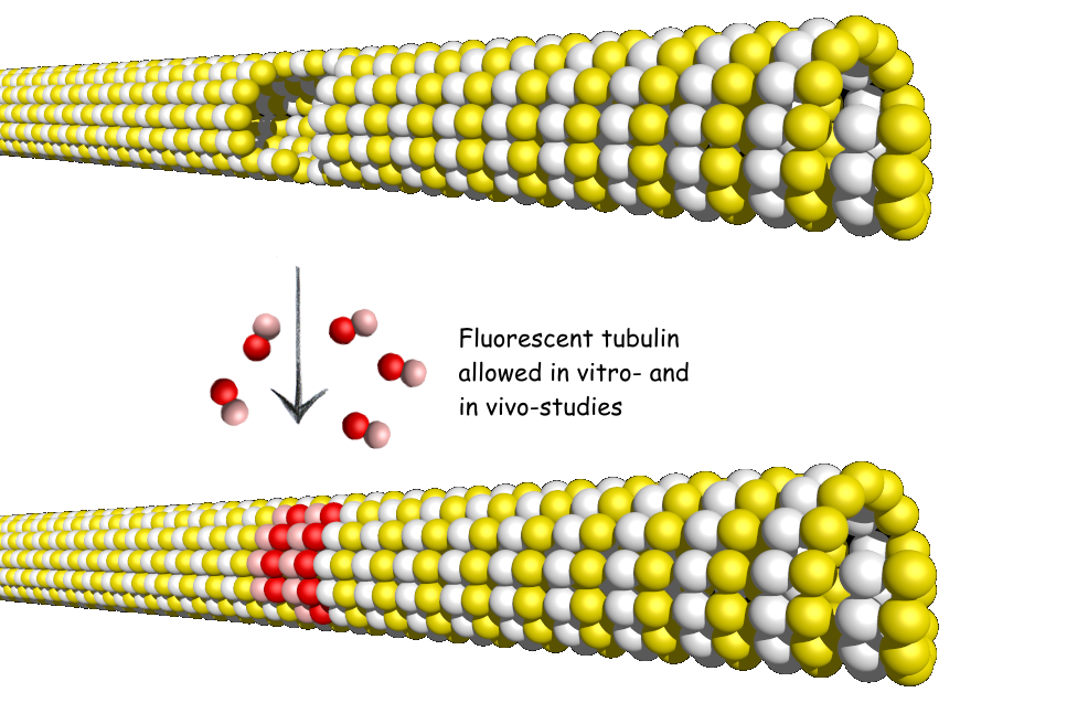 A new player in the dynamic instability of microtubules