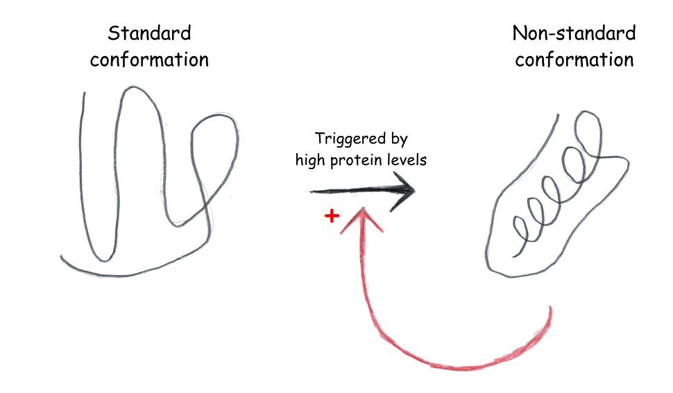 Prions are only a beginning – protein-based inheritance in yeast