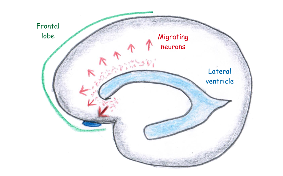 Neuron migrations in young infant’s brains