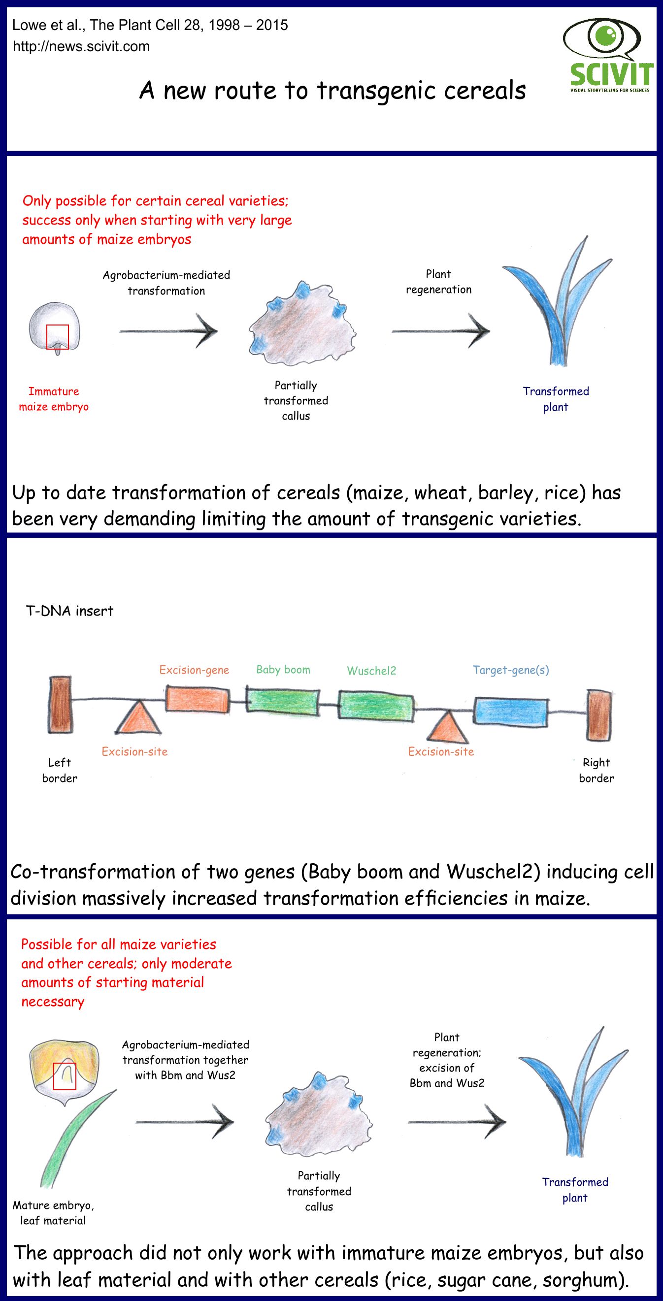 A new route to transgenic cereals