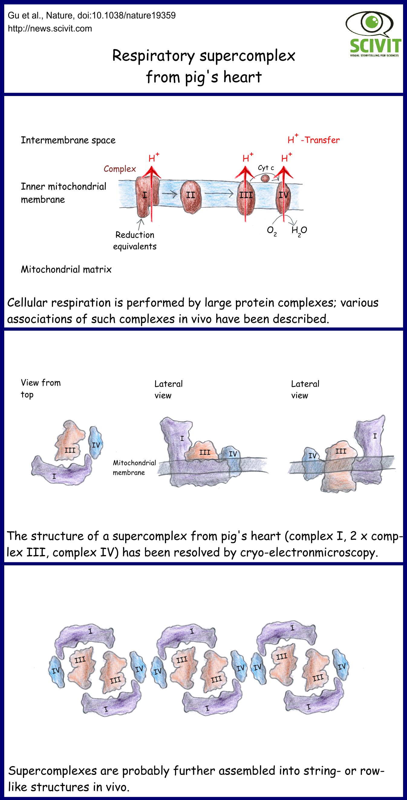 Respiratory supercomplex from pig's heart