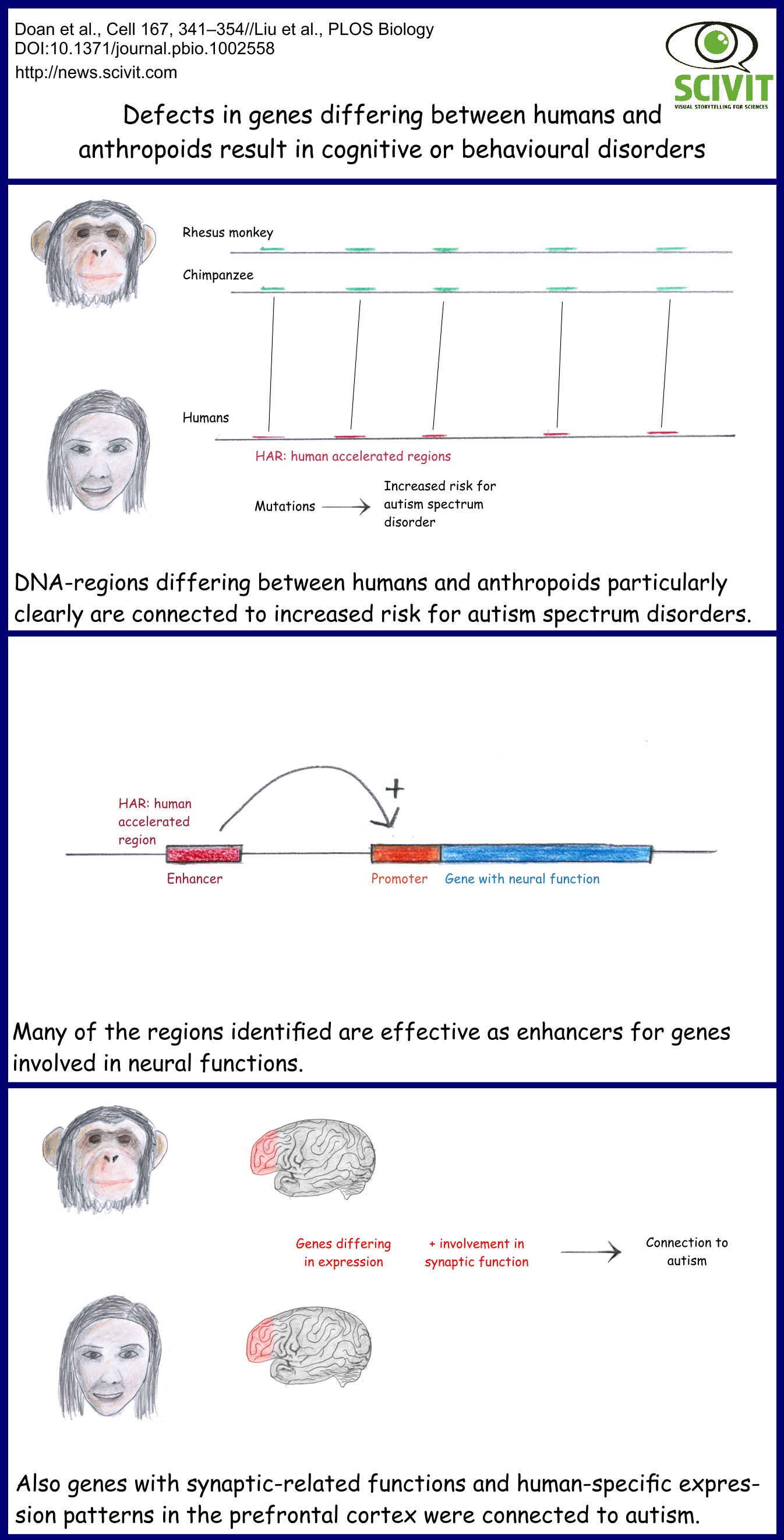 DNA-regions particularly differing between humans and their closest relatives are connected to an increased risk for autism. Many of the regions identified were active as enhancers for genes involved in neural functions. Also a group of genes with synaptic-related functions and human-specific expression pattern in the pre-frontal cortex was connected to autism. 