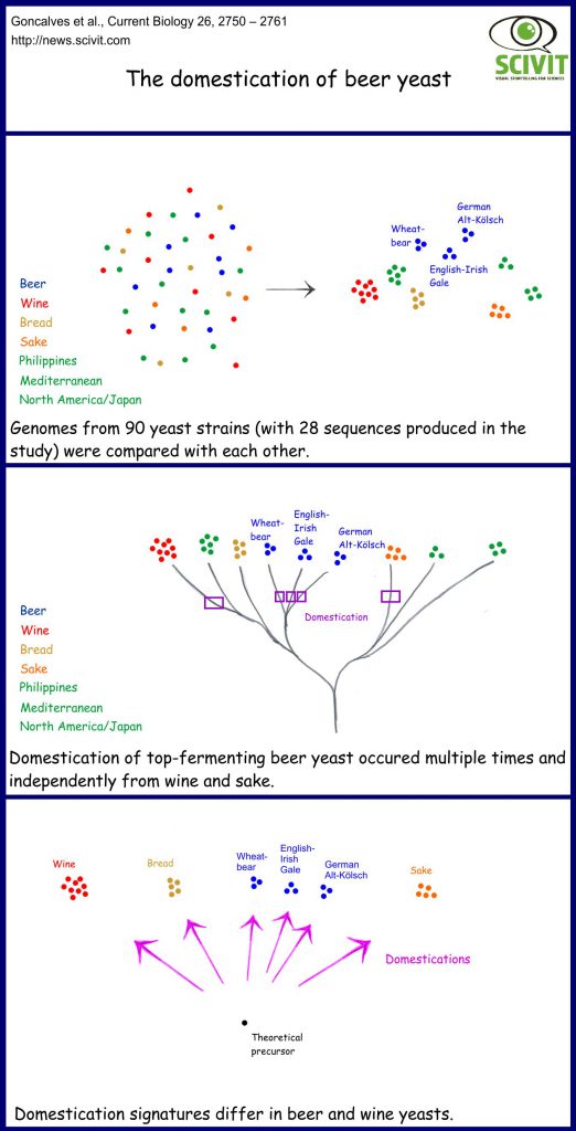 The domestication of beer yeast Scivit english version
