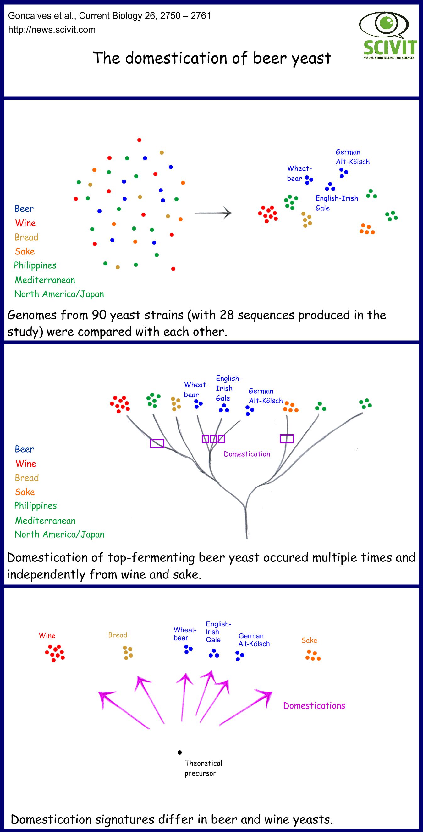 The domestication of beer yeast