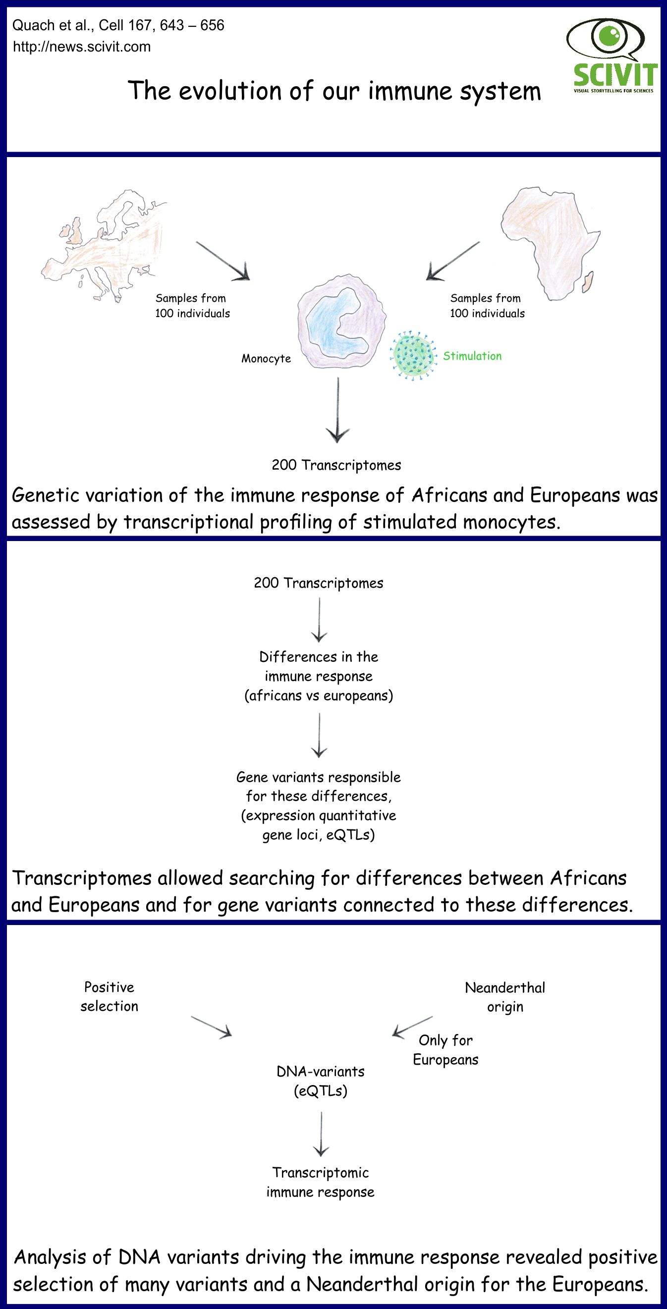 The evolution of our immune system