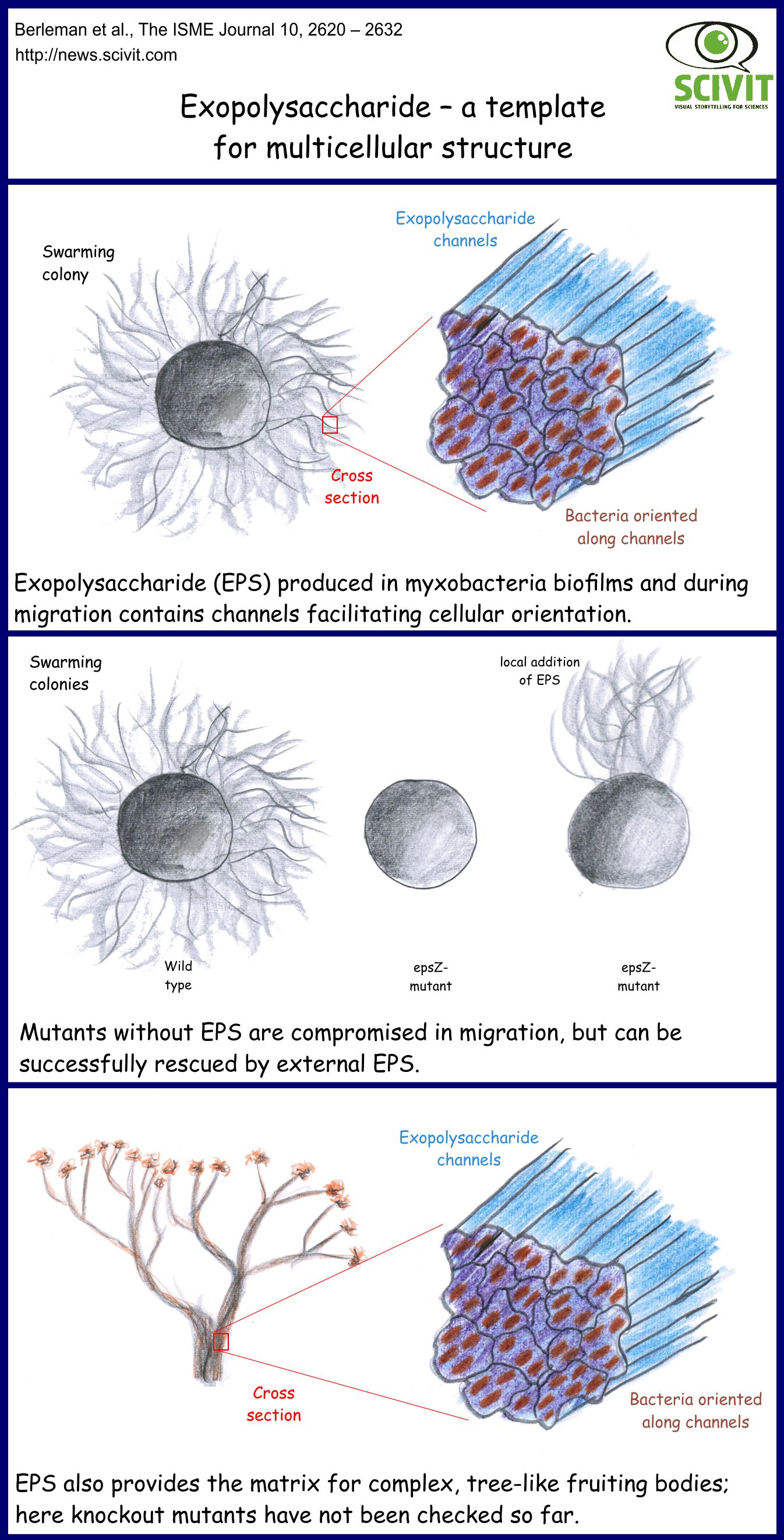 Exopolysaccharide – a template for multicellular structures