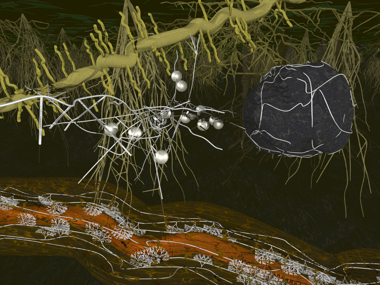 Arbuscular mycorrhiza – ancient belowground connections 