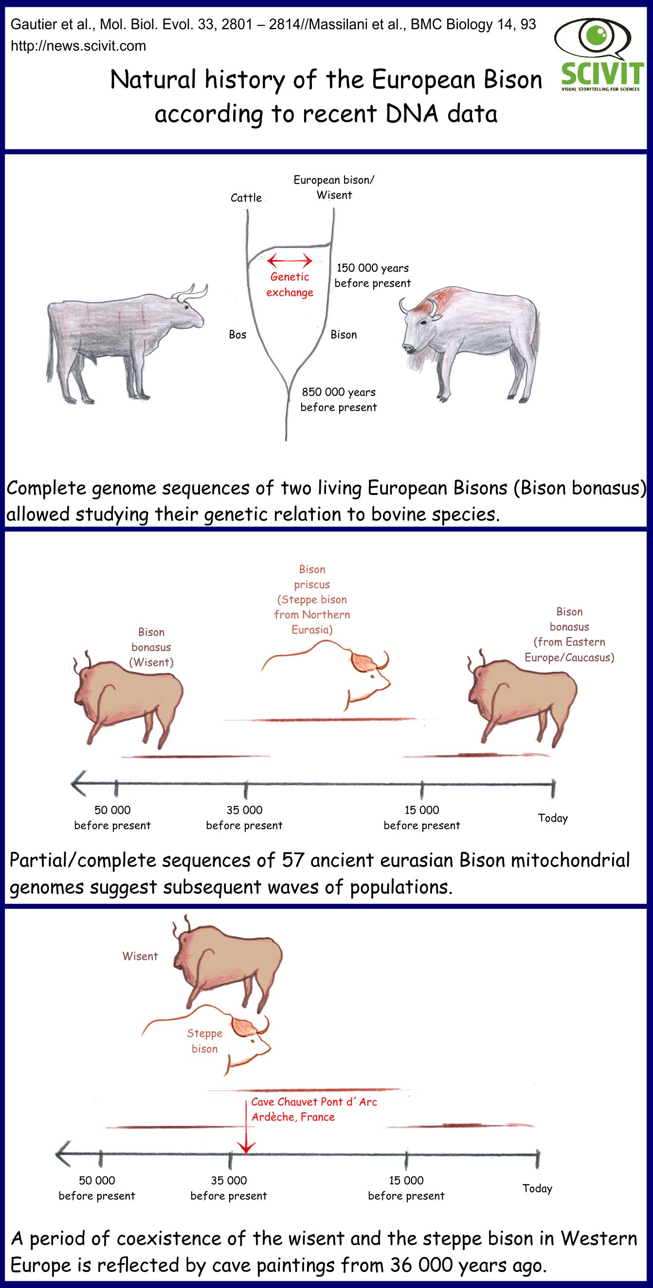 Natural history of the European Bison according to recent DNA data