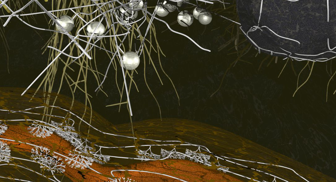 Arbuscular mycorrhiza – ancient belowground connections