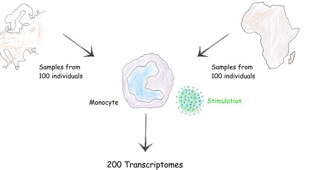 The evolution of our immune system