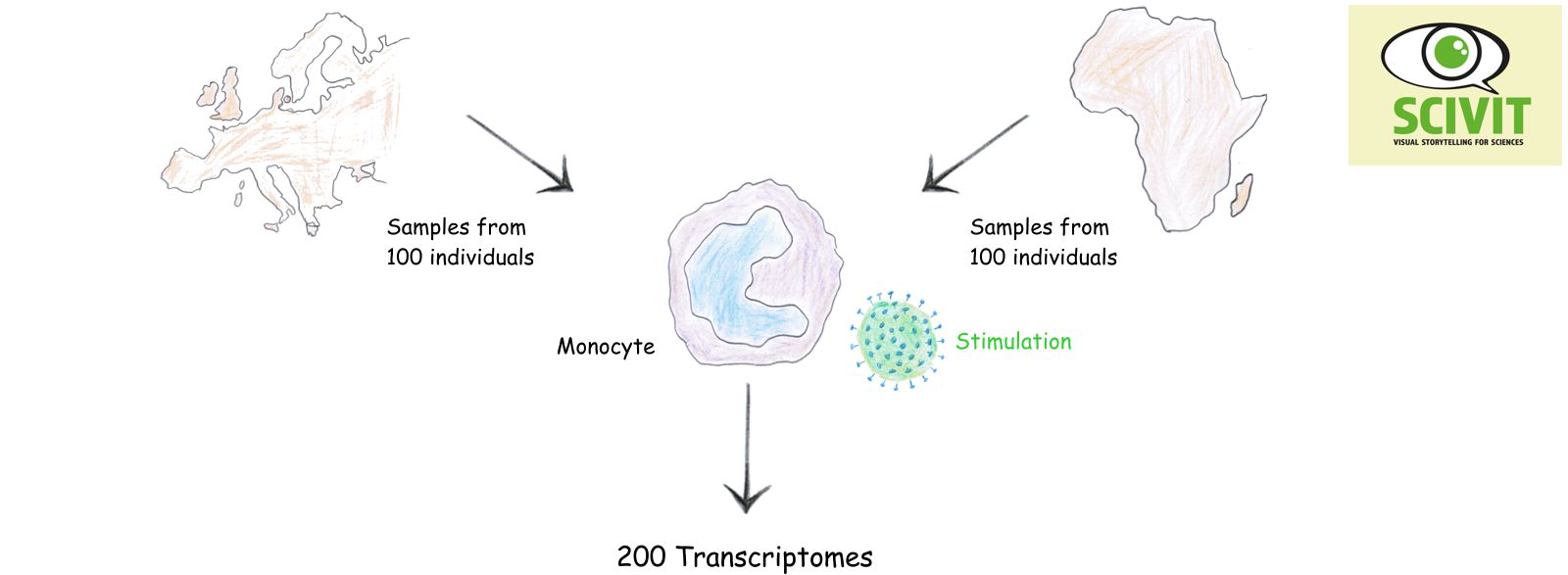 The evolution of our immune system