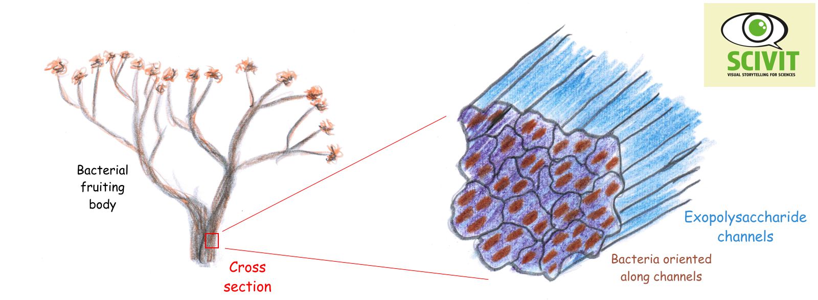 Exopolysaccharide – a template for multicellular structures