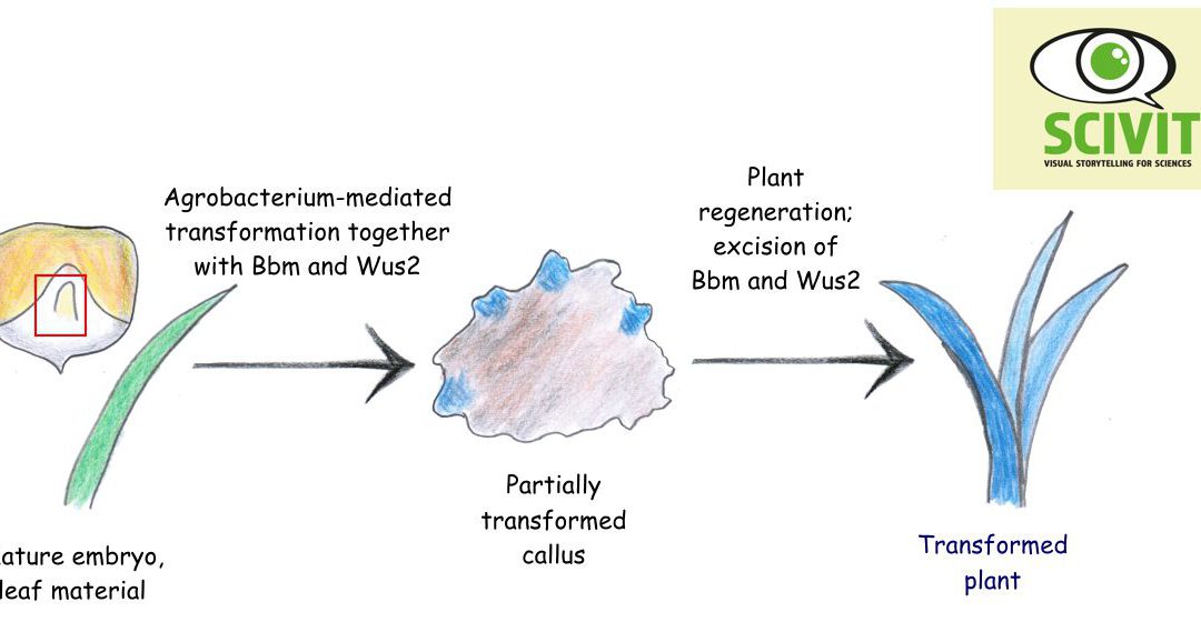 A new route to transgenic cereals