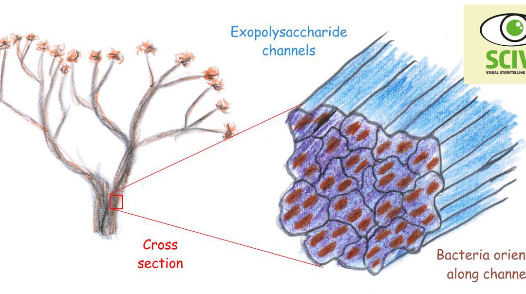 Exopolysaccharide – a template for multicellular structures