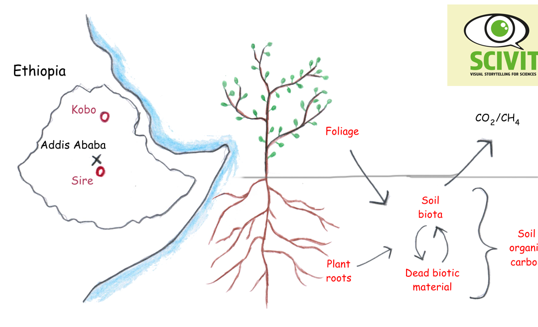 Agricultural management restores soil carbon – a case study from Ethiopia