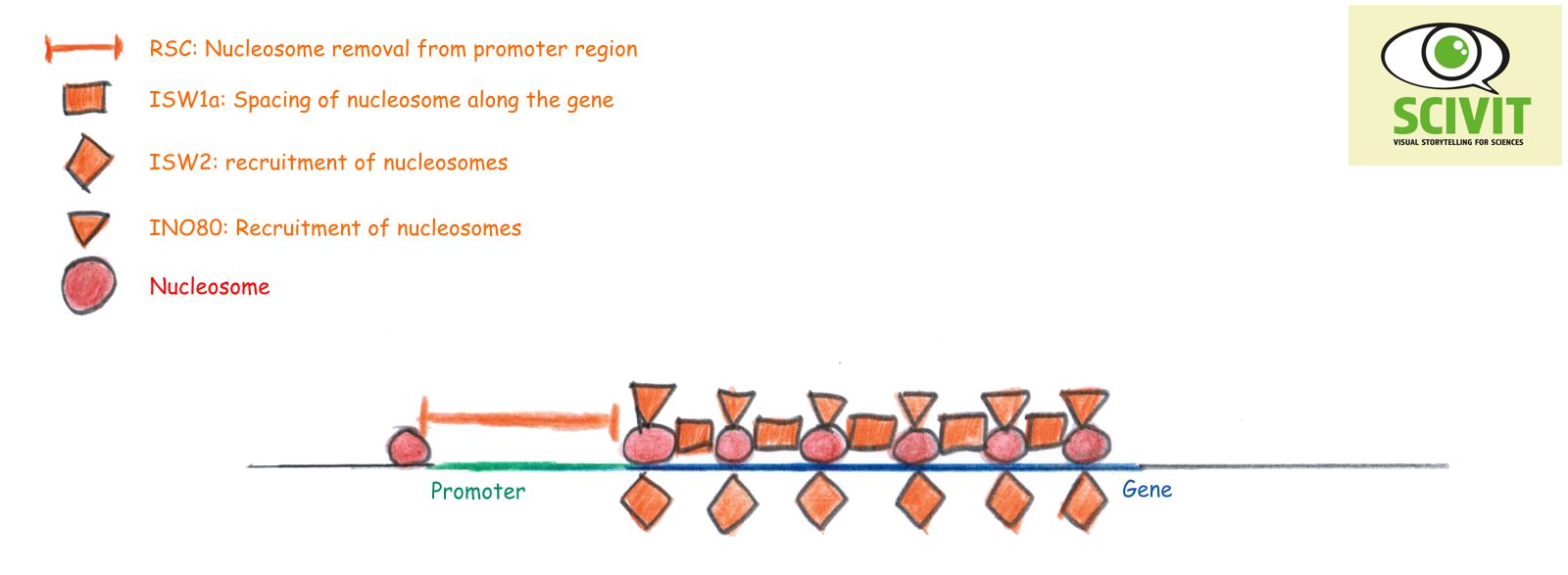 Respiratory supercomplex from pig's heart