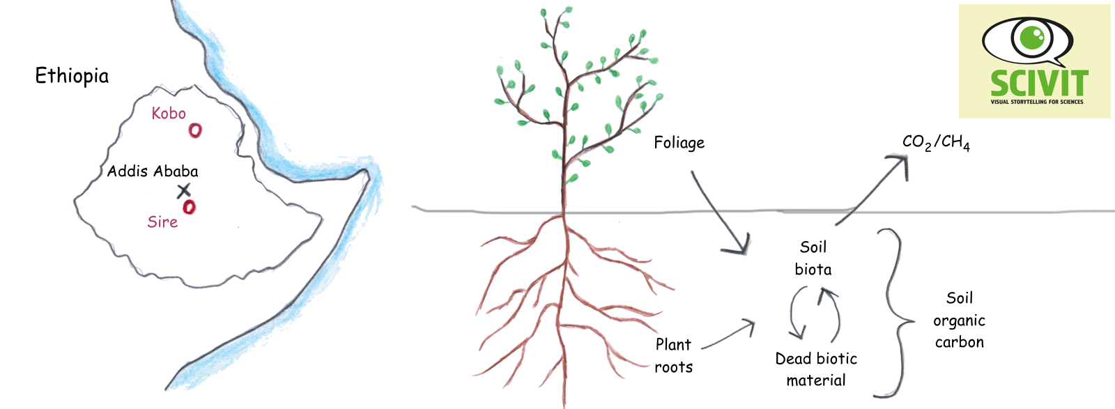  Agricultural management restores soil carbon – a case study from Ethiopia