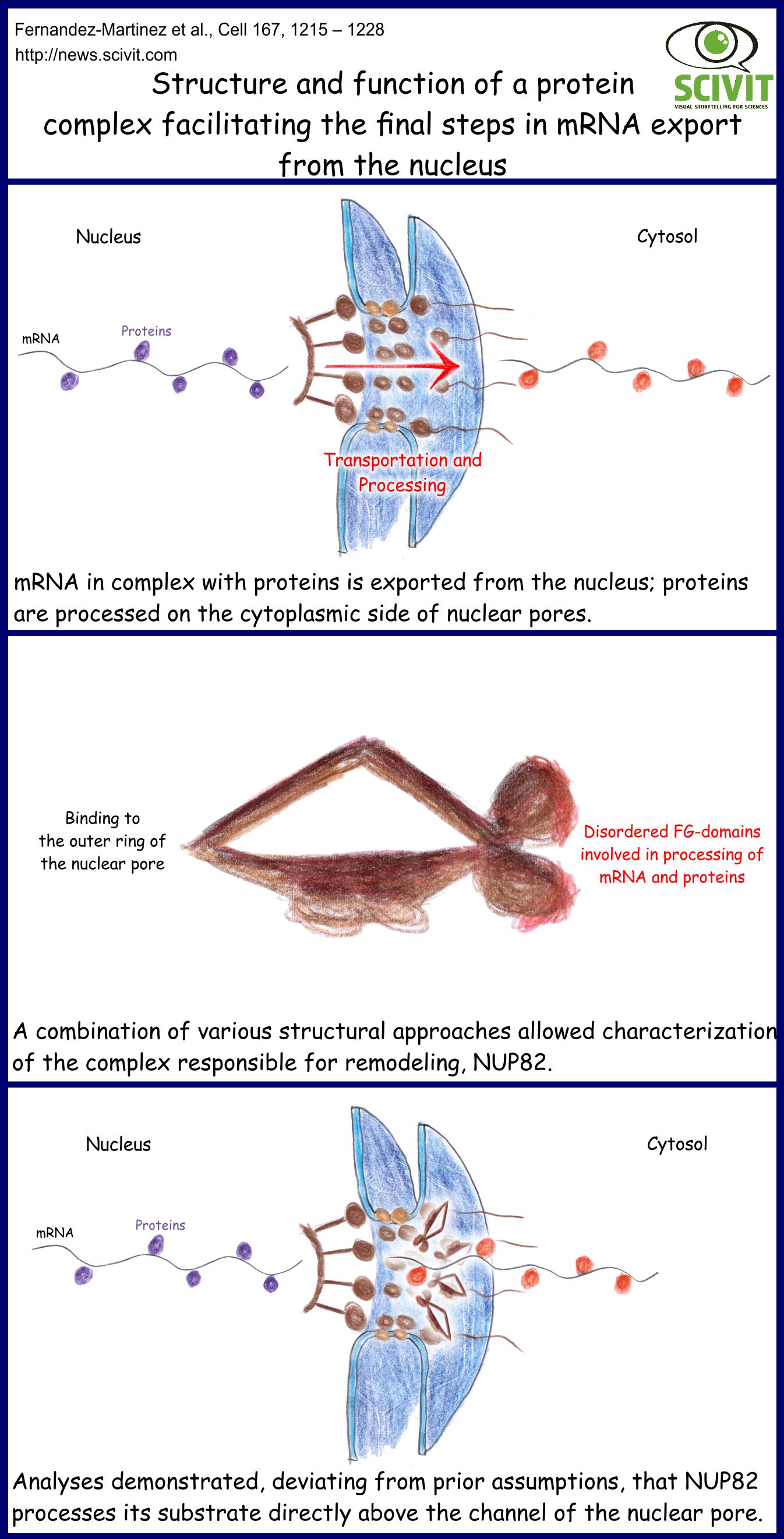 Structure and function of a protein complex facilitating the final steps in mRNA export from the nucleus