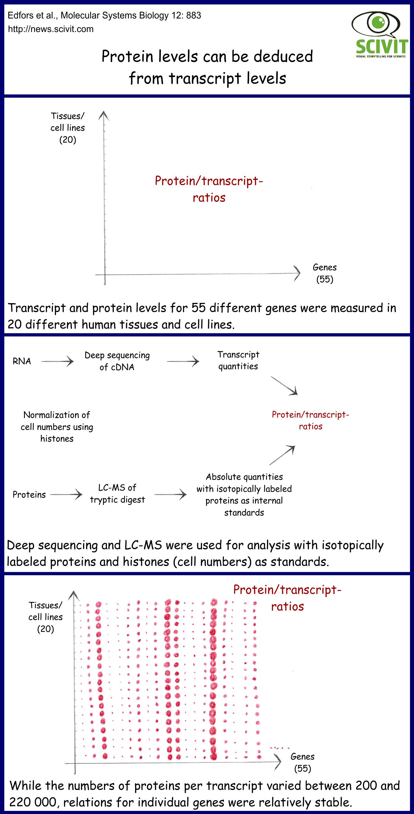 Protein levels can be deduced from transcript levels