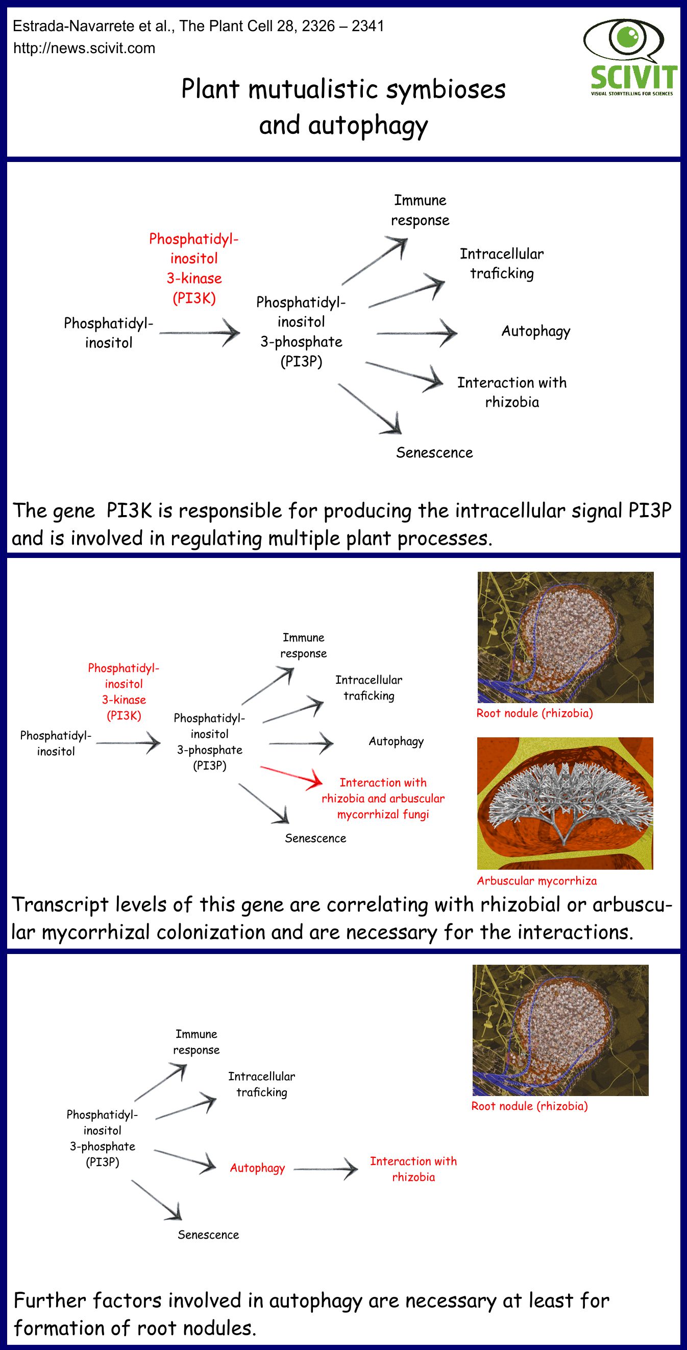 Plant mutualistic symbioses and autophagy