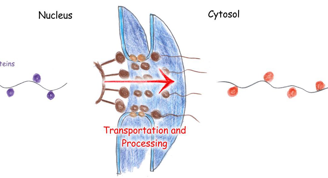 Structure and function of a protein complex facilitating the final steps in mRNA export from the nucleus