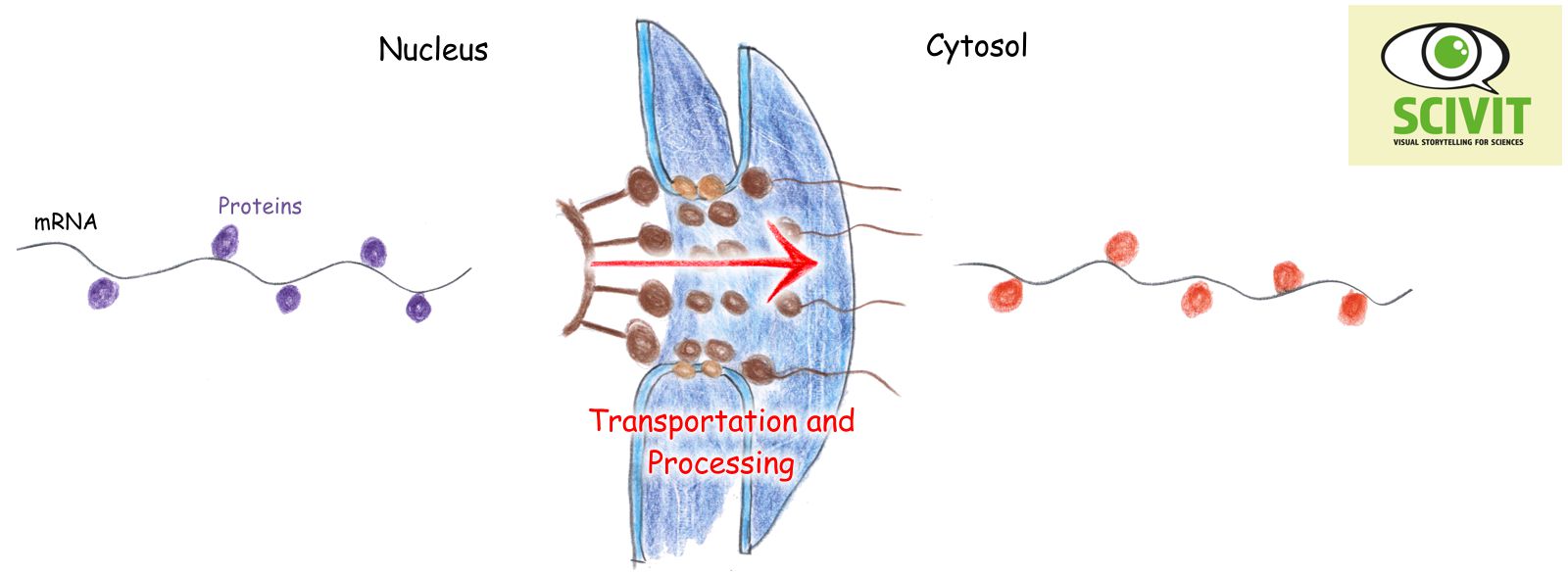 Structure and function of a protein complex facilitating the final steps in mRNA export from the nucleus