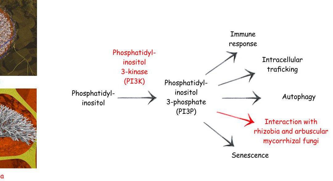 Plant mutualistic symbioses and autophagy