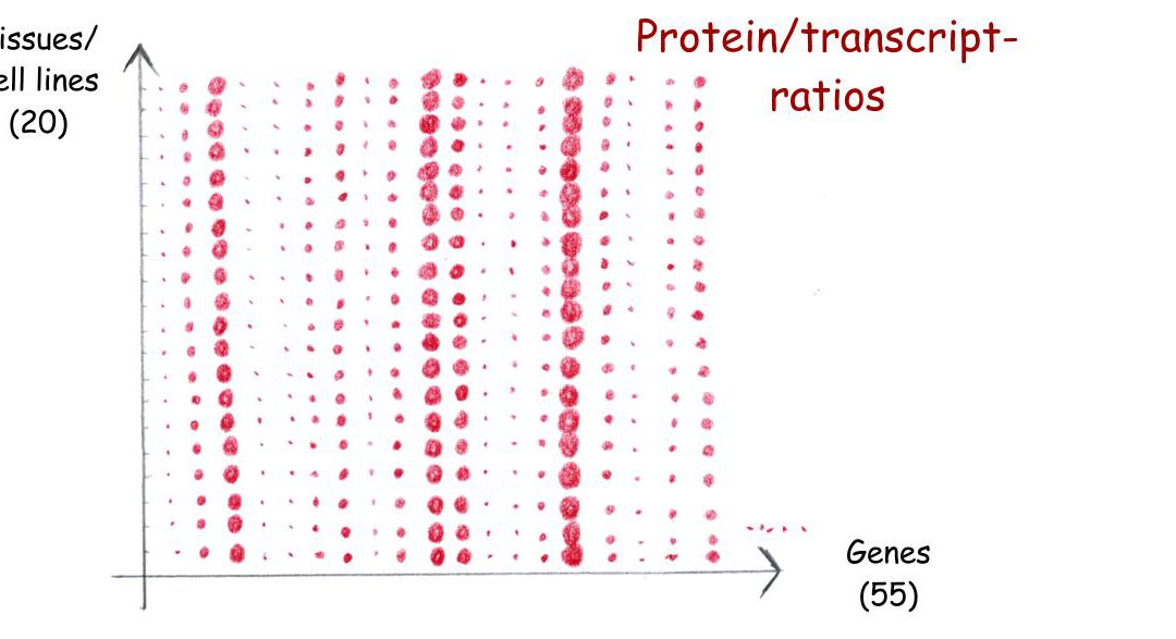 Gene-specific correlation of RNA and protein levels in human cells and tissues