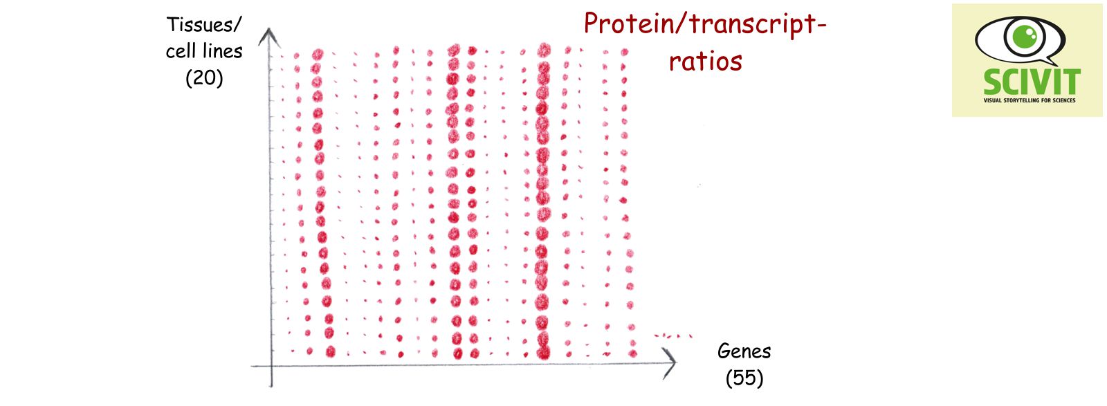 Protein levels can be deduced from transcript levels