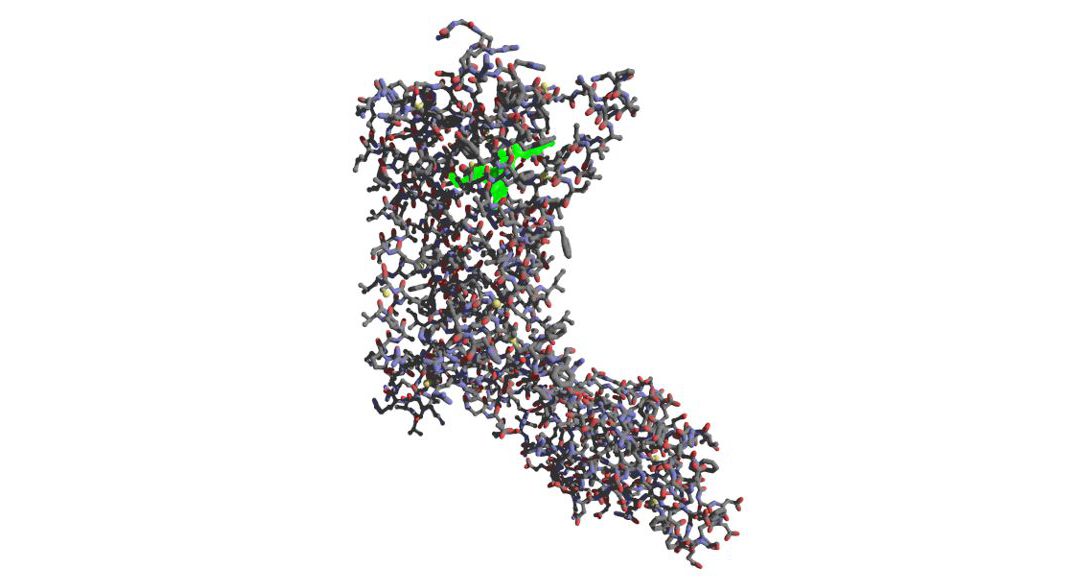 Cannabinoid receptor CB1 from humans