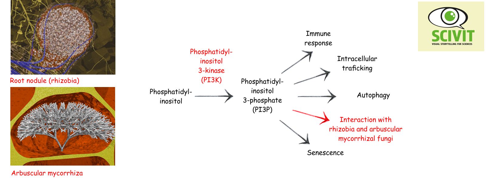 Plant mutualistic symbioses and autophagy