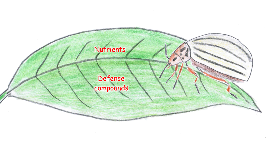 Why are insect pests more successful in agriculture than in nature?