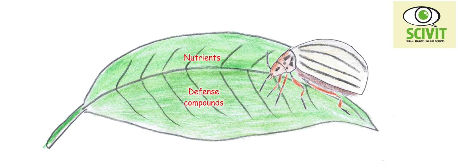 Why are insect pests more successful in agriculture than in nature?