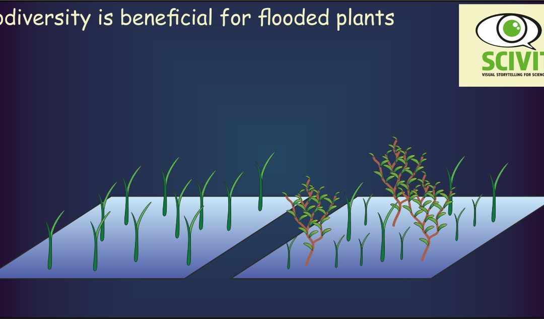 Biodiversity is beneficial for flooded plants