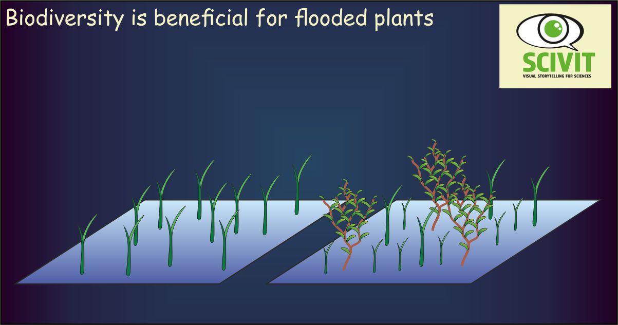 Biodiversity is beneficial for flooded plants