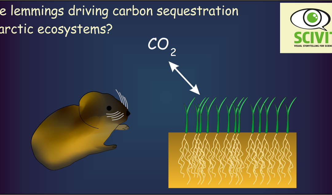 Are lemmings driving carbon sequestration in arctic ecosystems?