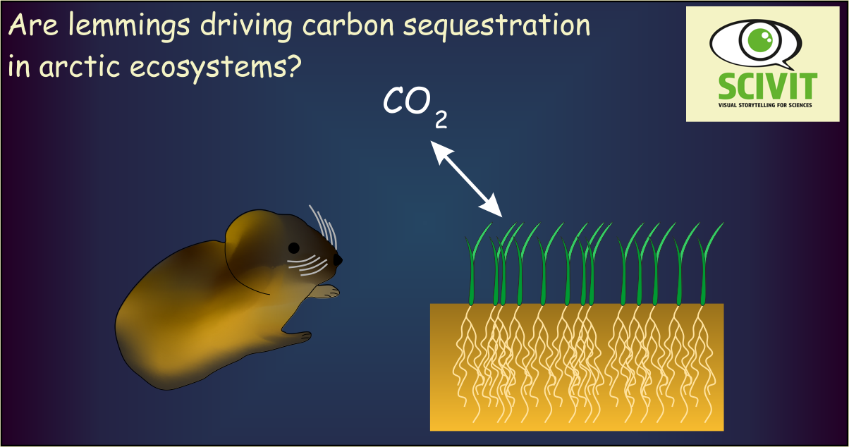 Are lemmings driving carbon sequestration in arctic ecosystems? 