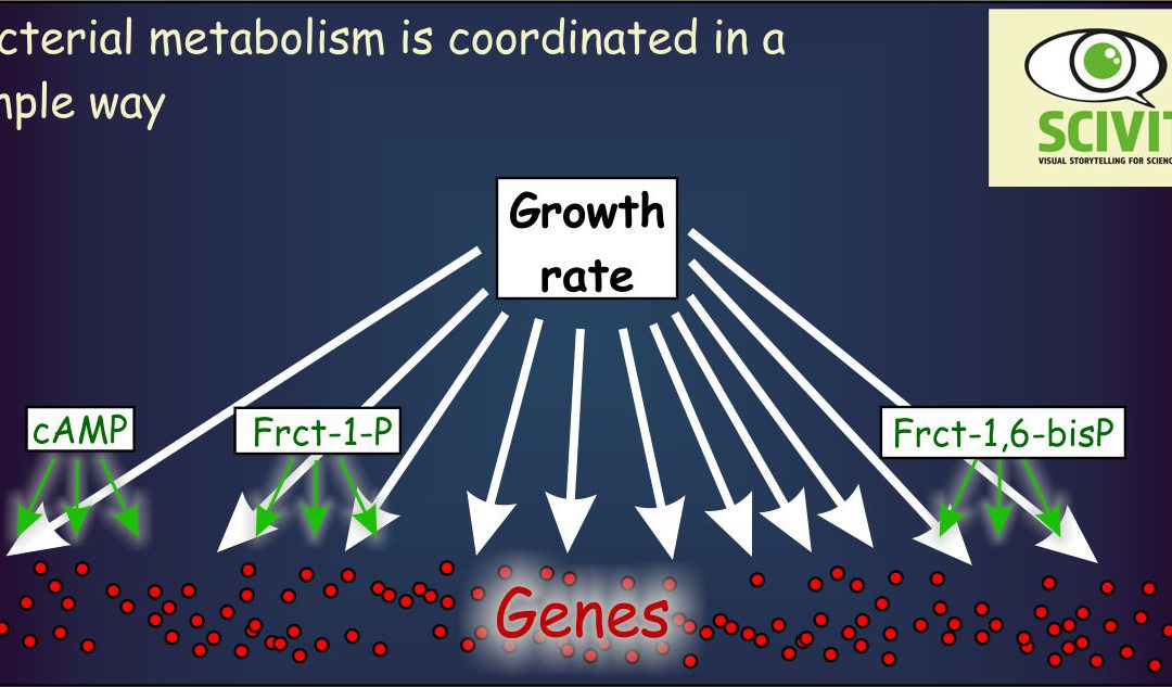 Bacterial metabolism is coordinated in a simple way