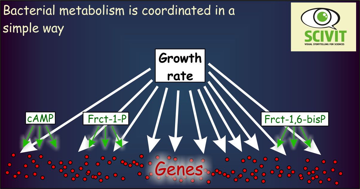 Bacterial metabolism is coordinated in a simple way