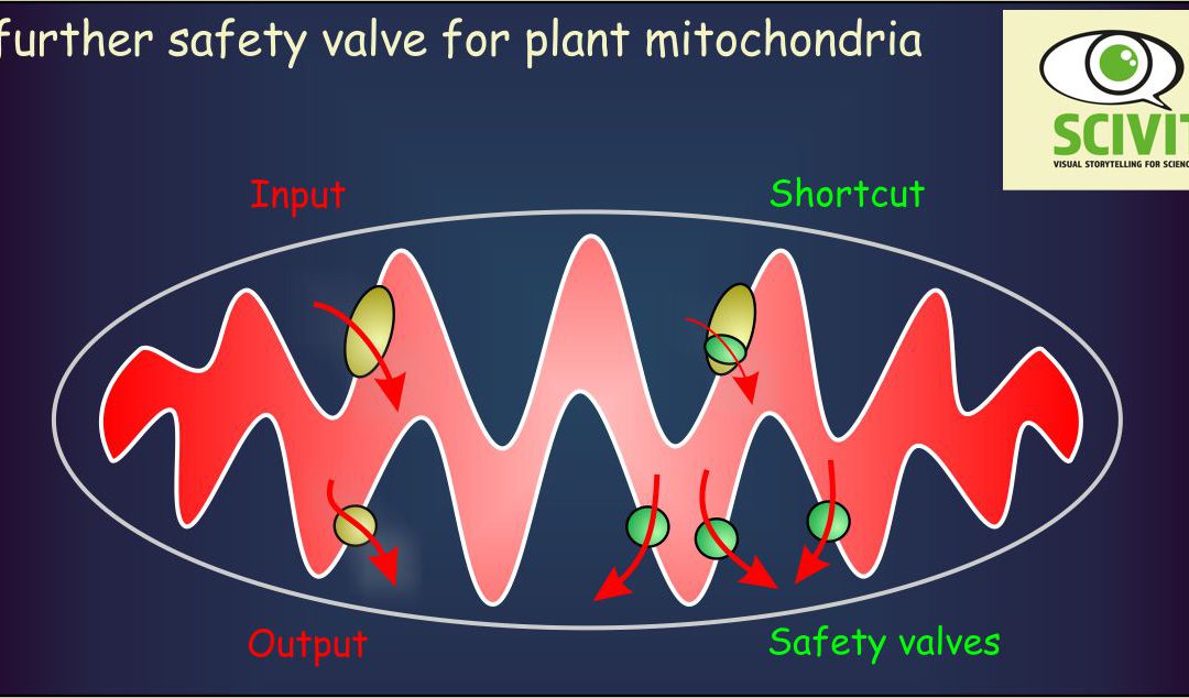 A further safety valve for plant mitochondria