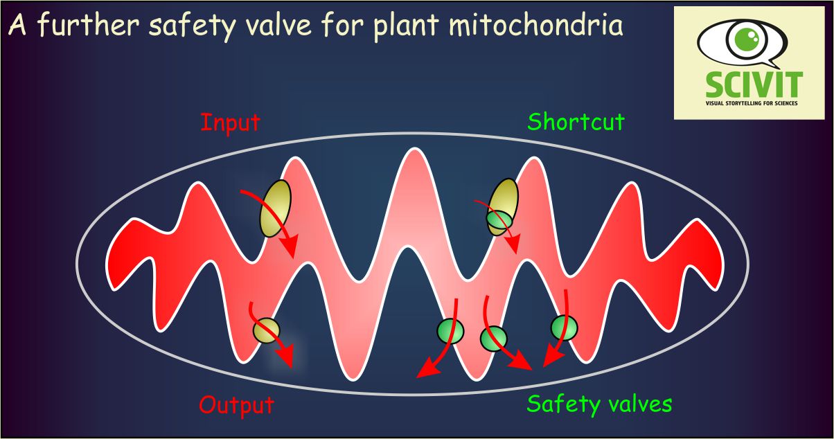 A further safety valve for plant mitochondria