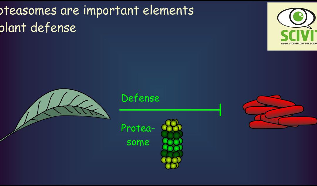 Proteasomes are important elements in plant defense