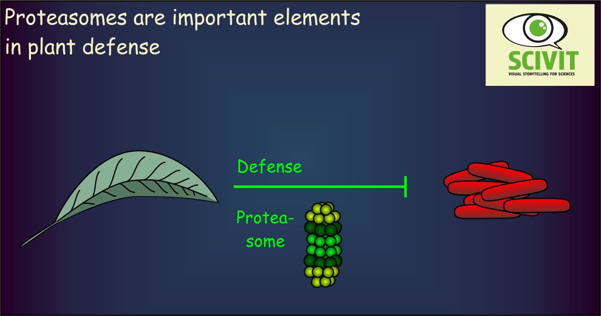 Proteasomes are important elements in plant defense