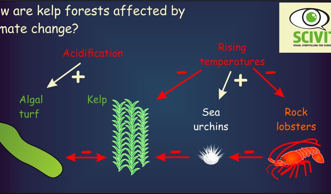 How are kelp forests affected by climate change?