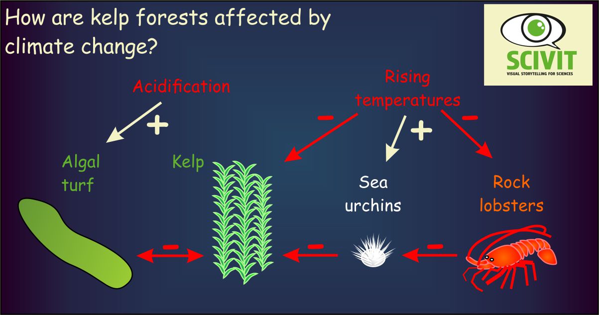 How are kelp forests affected by climate change?