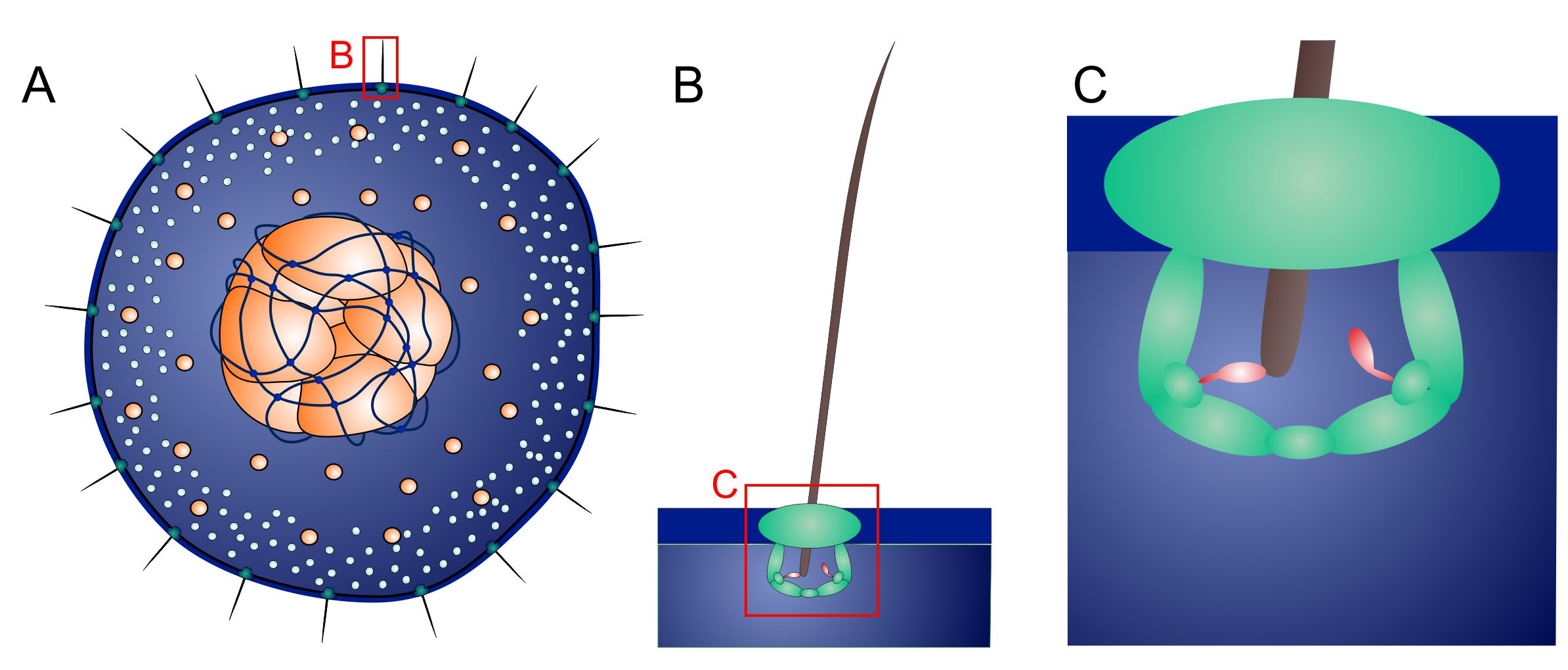 Mechanococcus ciliaphorus, a model organism for studying primary production in subsurface oceans of Dagon 3