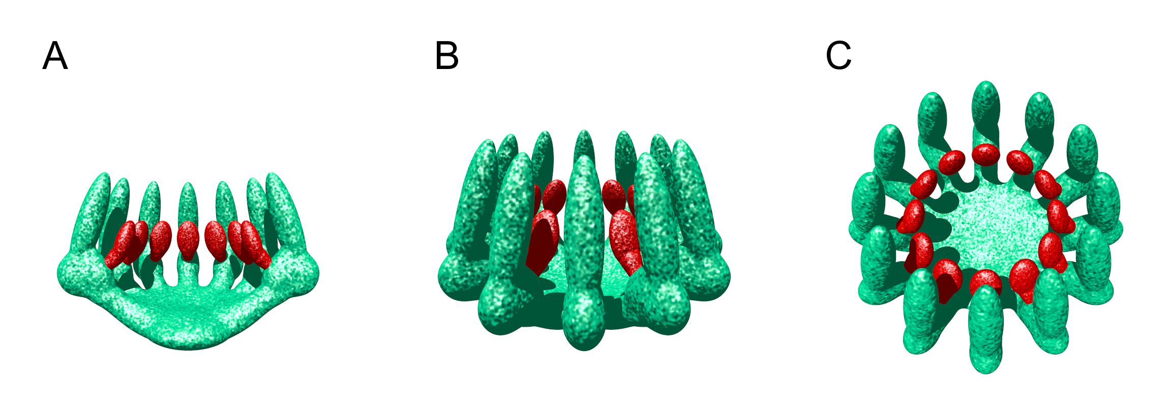 Mechanococcus ciliaphorus, a model organism for studying primary production in subsurface oceans of Dagon 3